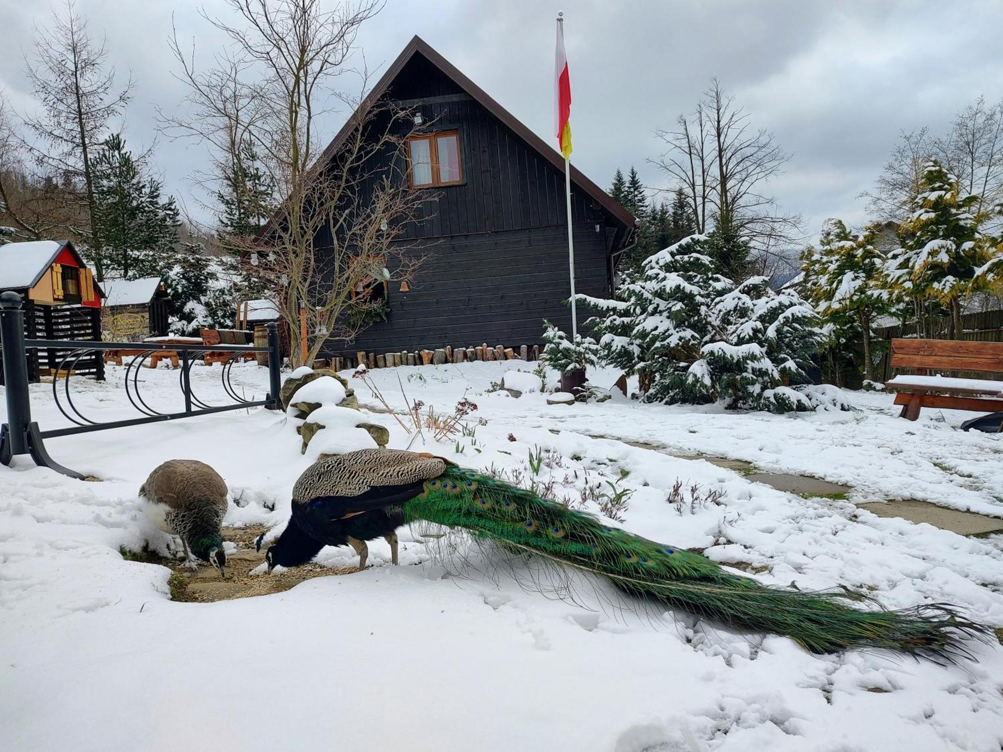 Beskidzka Ostoja Koszarawa Exterior foto